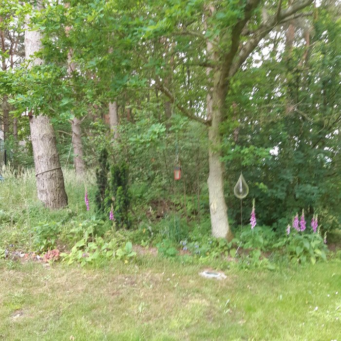 Trädgårdsdel före klippning med gräsmatta, fingerborgsblommor och träd.