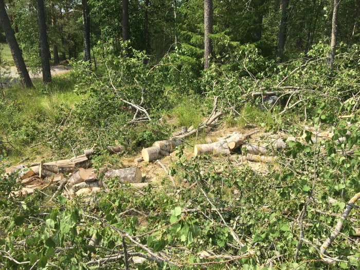 Nedtagen asp uppdelad i skivor på marken bland grenar och grönska i en skogsmiljö.