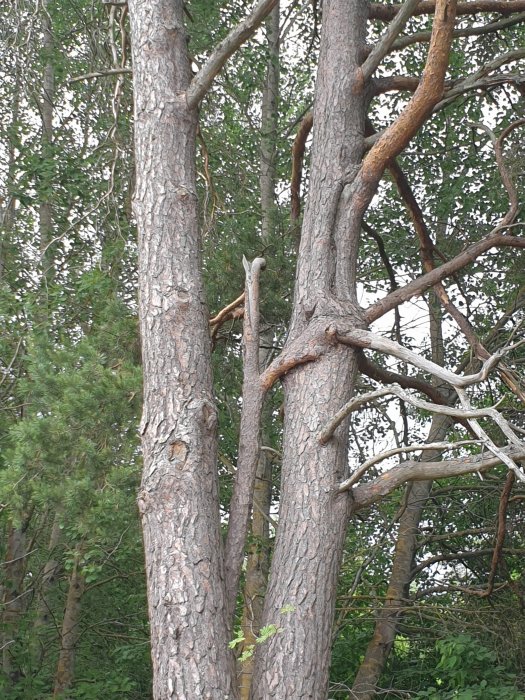 Flera trädstammar med grov bark i förgrunden och grönskande buskar i bakgrunden.