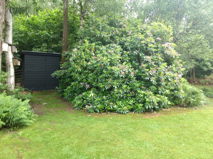 Stor rhododendronbuske framför svart skjul i en trädgård med gräs och träd i bakgrunden.