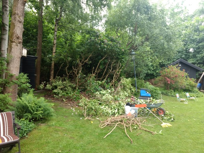 Trädgård under arbete med borttagen rhododendron, verktyg och trädgårdsmöbler på gräsmattan.