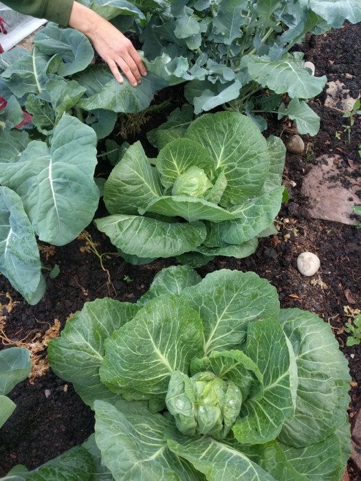 Person tar hand om vitkål och broccoli som växer i en köksträdgård.