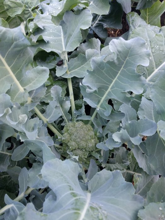 Broccoliplanta i trädgården omgiven av gröna blad och vattendroppar på bladen.