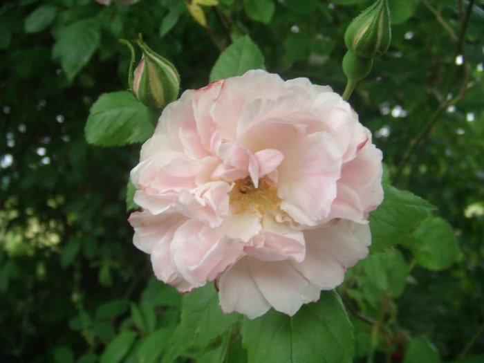 Nyutslagen ljusrosa ros med knoppar och gröna blad i bakgrunden.