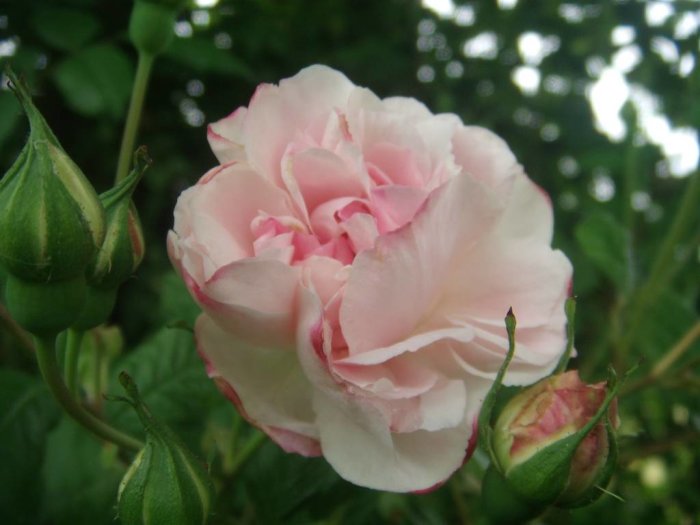 Utslagen rosa ros omgiven av knoppar mot gröna blad.