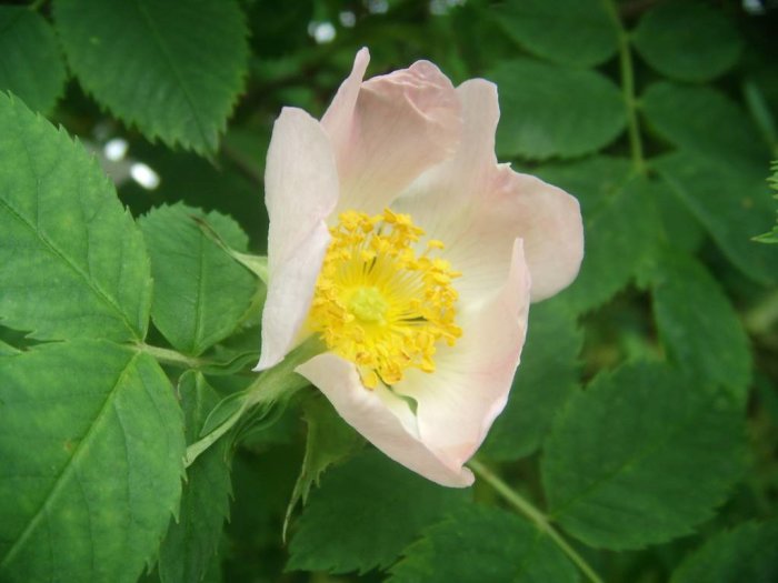 Nyutslagen rosa ros med gula ståndare, omgiven av gröna blad.