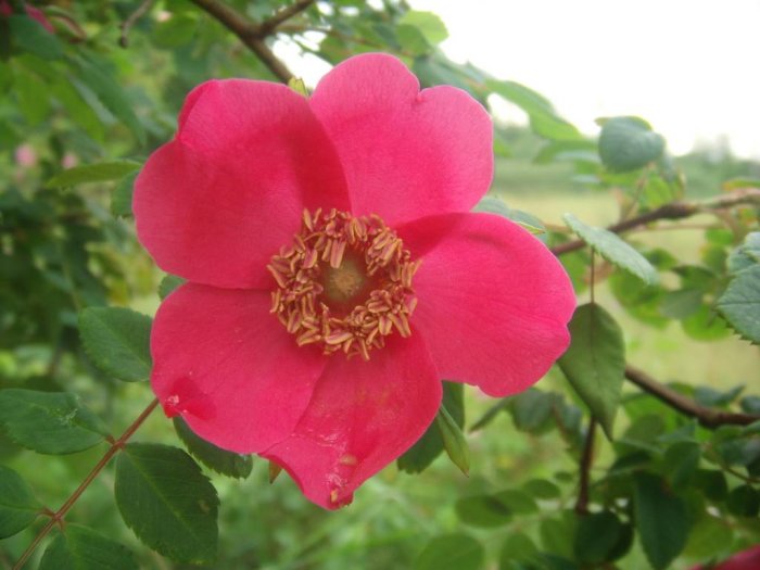 Nyutslagen rosa ros med gulaktiga ståndare, gröna blad i bakgrunden.