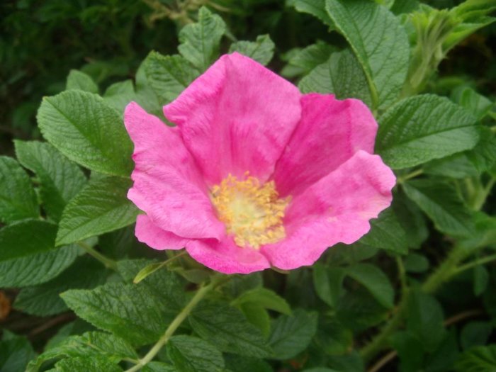 Närbild på en nyutslagen rosa ros med gul mitten omgiven av gröna blad.