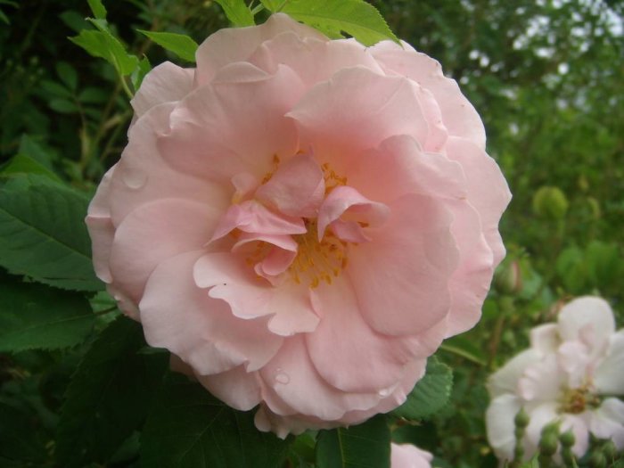 Närbild på nyutslagen ljusrosa ros med vattendroppar mot gröna blad och oskarpa blommor i bakgrunden.