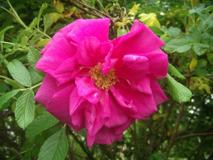 Närbild av en nyutslagen rosa ros med gröna blad i bakgrunden