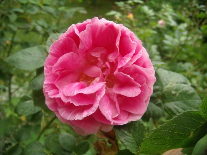 Utslagen rosa ros omgiven av gröna blad mot suddig bakgrund av en trädgård.