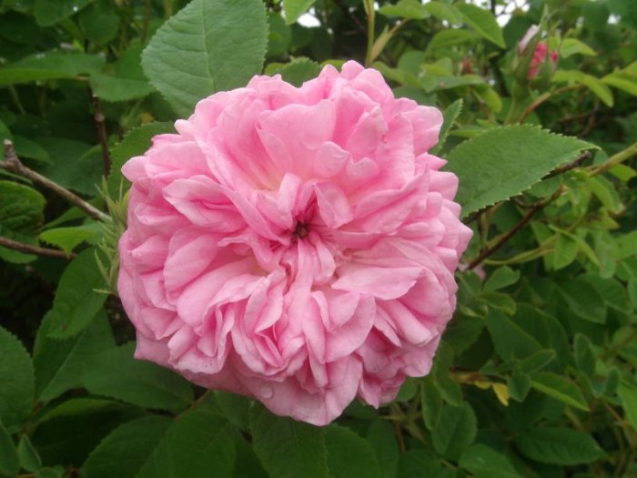 Nyligen utslagen rosa ros omgiven av gröna lövverk, del av dagsskörd i trädgården.