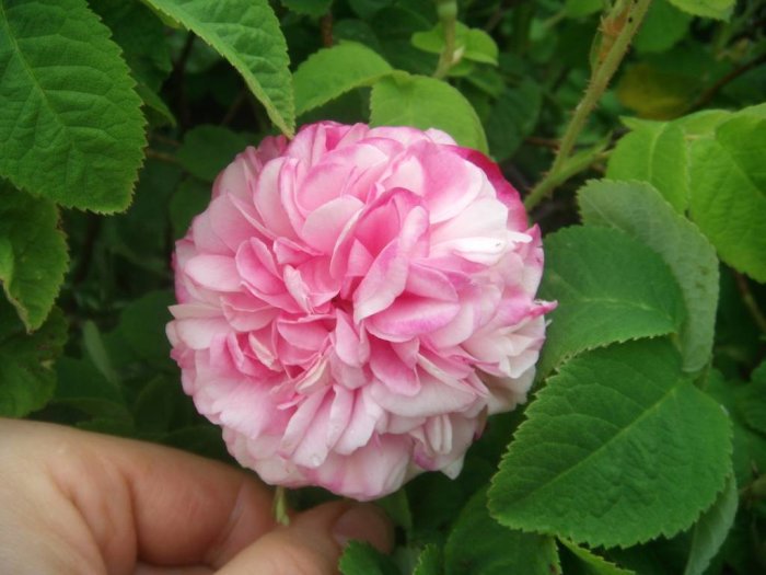 En hand håller en nyutslagen rosa ros bland gröna blad, dagsskörd för en gissningslek.