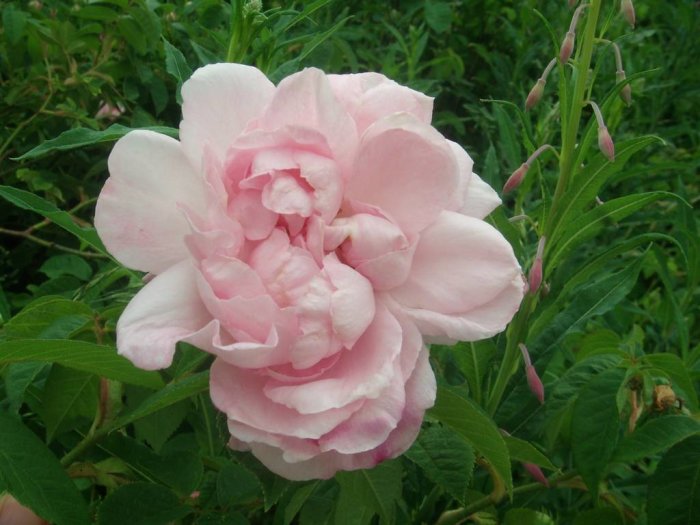 Nyutslagen rosa ros med gröna blad och knoppar i bakgrunden.