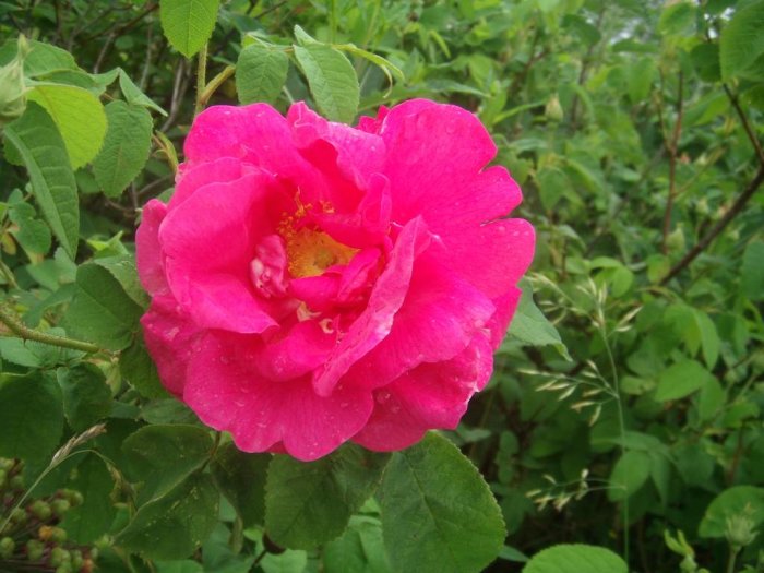 Nyutslagen rosa ros i en trädgård med gröna blad och knoppar i bakgrunden.