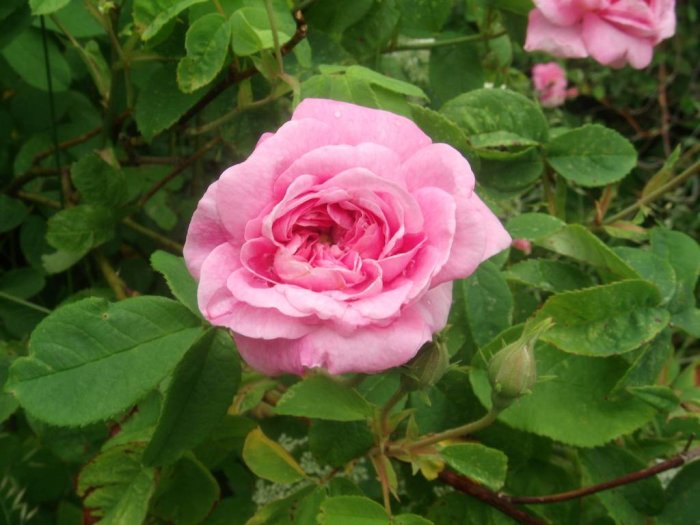 En nyutslagen rosa ros med gröna blad och knoppar i trädgården.