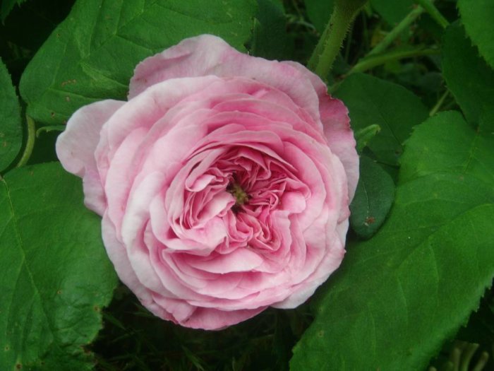 Nyutslagen rosa ros omgiven av gröna blad.