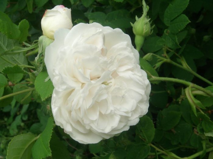 Vit blommande ros med knoppar mot gröna blad, gissa vilken sort.