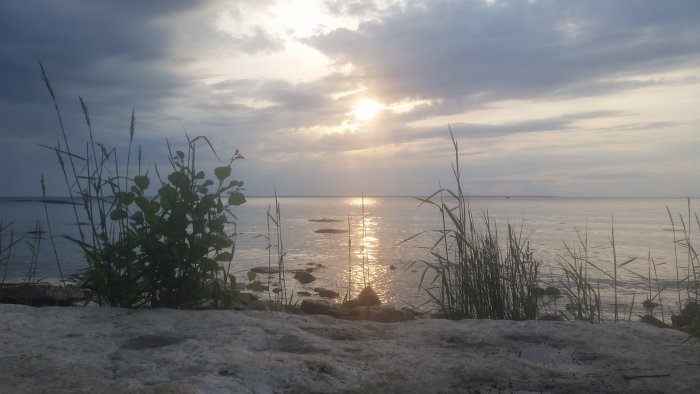 Solnedgång vid Vänern nära Hällekis med vass och stenar i förgrunden.