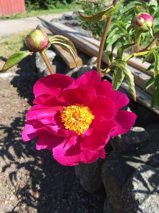 Utslagen pionblomma med rosa kronblad och gult centrum, omgiven av knoppar och gröna blad.