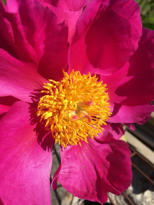 Blommande pion med rosa kronblad och gul mitt i närbild, uppblomnad från liten planta.