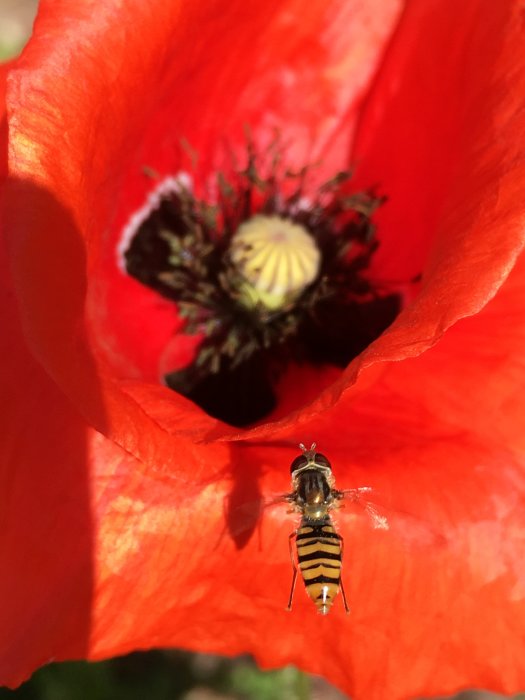 Bi som närmar sig en röd vallmo med fokus på insekten och suddig blomma i bakgrunden.