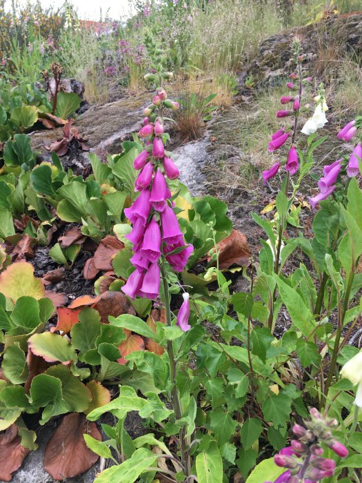 Lila blomställningar av Fingerborgsblomma bland gröna blad med vissnat lövverk och stenig mark i bakgrunden.