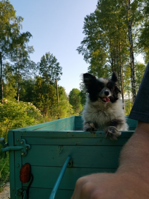 En glad hund som lutat sig över kanten på en grön släpvagn i ett somrigt landskap.