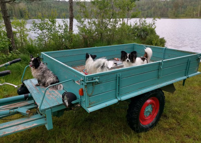 Tre hundar i en turkos släpvagn vid en sjö i skogen under midsommarhelgen.