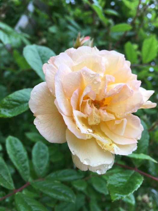 Närbild av en blommande Ghislaine de Féligonde ros med vattendroppar på kronbladen.