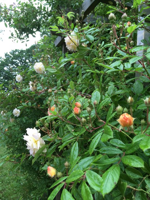 Blommande 'Ghislaine de Féligonde' rosor med knoppar och öppna blommor i olika stadier på en överbelastad rosbåge.