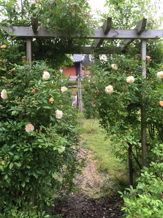 Blommande Ghislaine de Féligonde rosor på handgjord trärobbåge i trädgård.