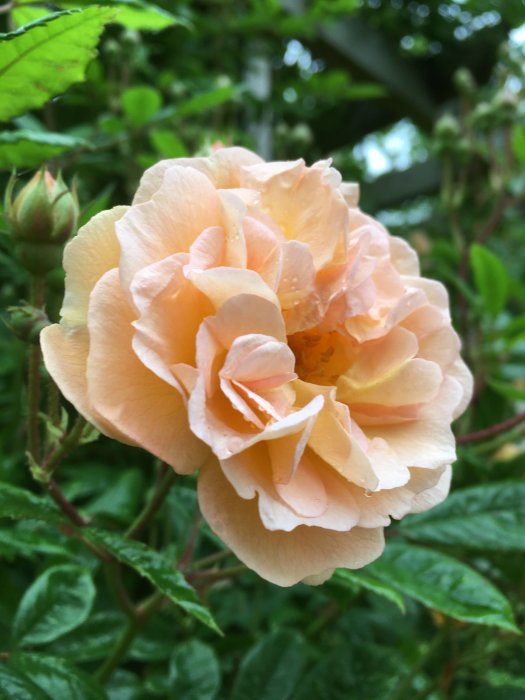 Blommande 'Ghislaine de Féligonde' ros i fokus med flera knoppar och gröna blad i bakgrunden.