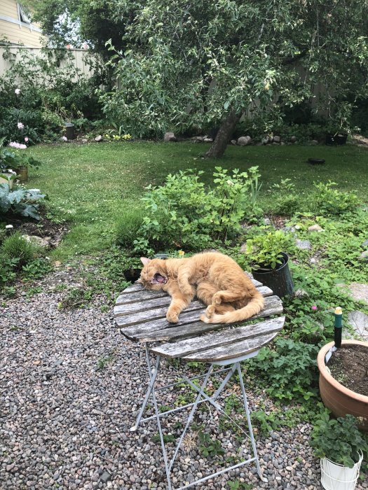 Orange katt som ligger avslappnat på ett gammalt runt träbord i en lummig trädgård.