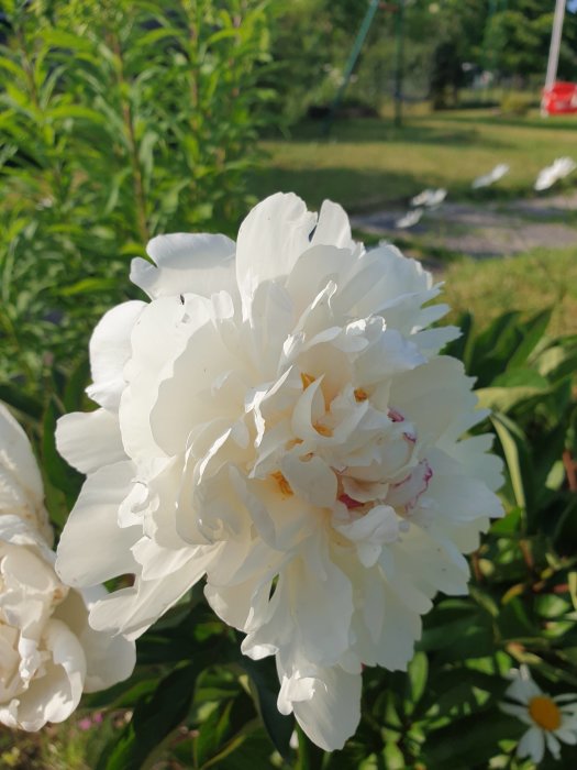 Vit pionblomma med några vinröda strimmor på en lummig grön bakgrund.