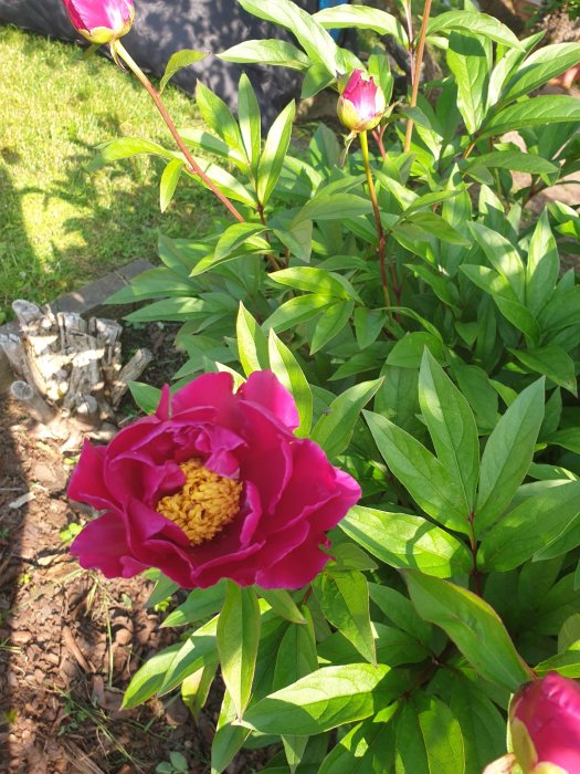 Vinröd pion i blom med knoppar och gröna lövverk i en trädgårdsmiljö, med en illustration av blommans skönhet.