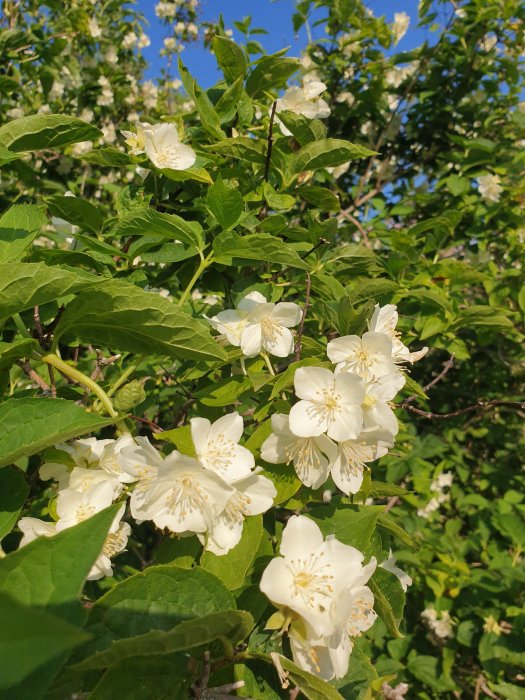 Blommande vit schersminbuske med gröna blad mot en bakgrund av blå himmel.