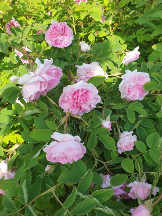 Rosa buskrosor i blom bland gröna blad, vissa grenar risiga.