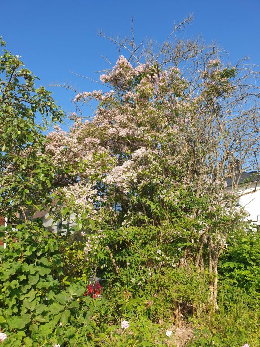 En förvuxen buske med rosa blommor bland torra grenar och gröna löv under en klarblå himmel.