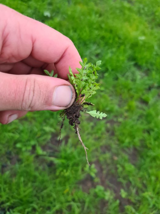 Hand håller ett ogräs med rötter framför en nysådd gräsmatta.