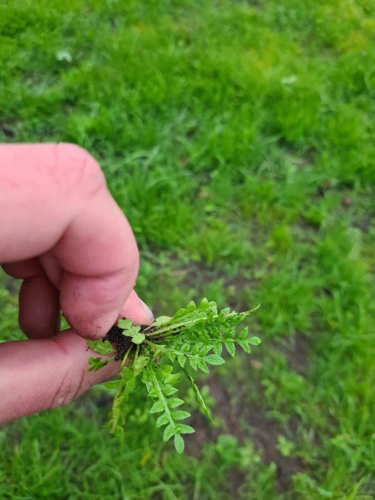 Hand håller upp ogräs med finflikiga blad mot nysådd gräsmatta i bakgrunden.