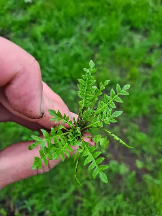 En person håller i ett ogräs med flikiga blad bland en nysådd gräsmatta i fokus.