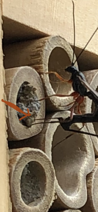 Insekt på insektshotell sticker in gadd i rör fullt med larver eller ägg.