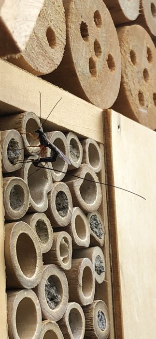 Insekt med lång gadd som undersöker bamburör i ett insektshotell.