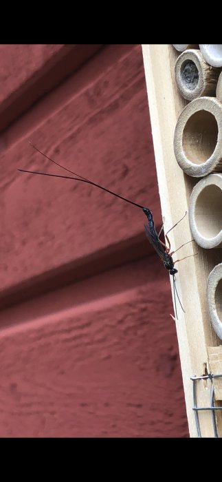 Insekt med lång gadd på ett insektshotell med bamburör.