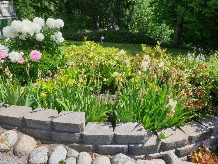 Blomstrande rabatt med överblommade gul iris och frodiga pioner i förgrunden med en gräsmatta i bakgrunden.