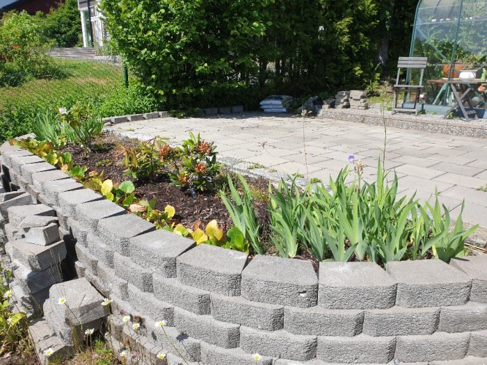 Trädgårdsrabatt med irisar och pioner vid stenmur med växthus i bakgrunden.