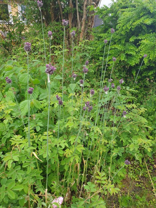 Långa gröna strån med mörklila blomklasar mot en bakgrund av blandad grönska.