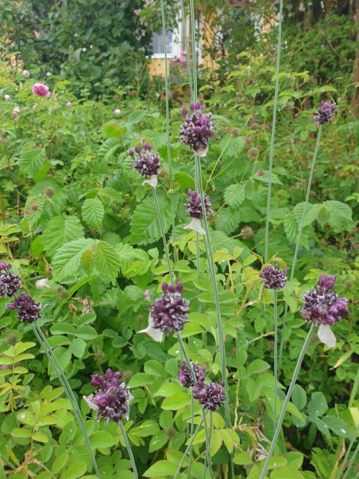 Långa gröna strån med mörklila omogna eller vissnande blomklasar framför grönskande buskar.