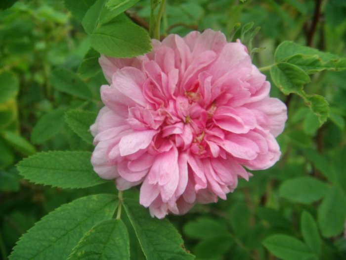 Fullt utslagen rosa blomma med tydliga färgteckningar omgiven av gröna blad.